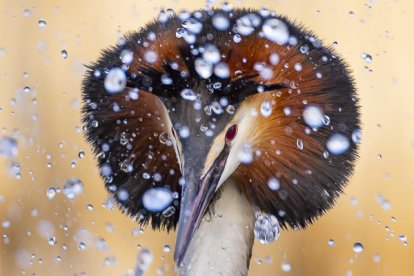 Belevenissen.nl Vogelfotografie en Weidevogelbeleving op Gruttoland