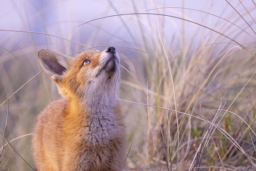 Natuurfotografie workshop Amsterdamse Waterleidingduinen